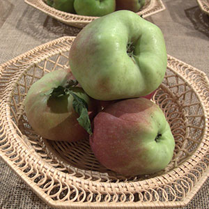 Jabłko rodzaju Gloster