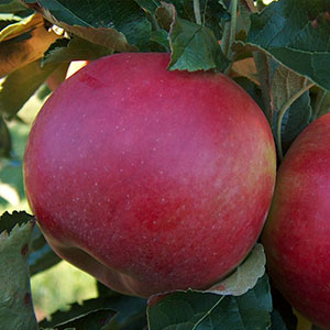 Jabłko rodzaju Idared