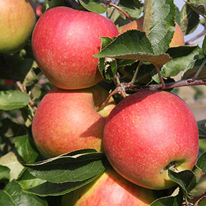 Jabłko rodzaju Jonagold