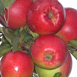 Jabłko rodzaju Ligol