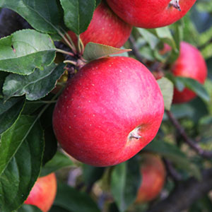 Jabłko rodzaju Rubin