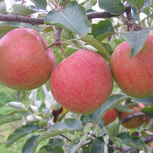 Jabłko rodzaju Szampion